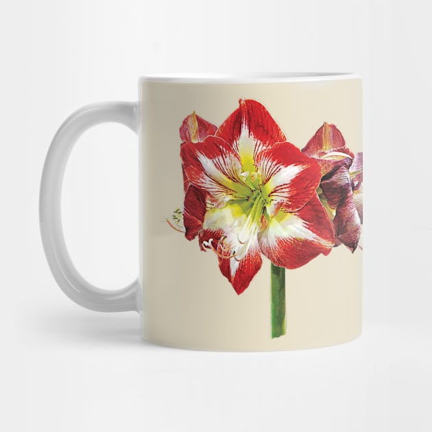 Amaryllis Minerva by SusanSavad